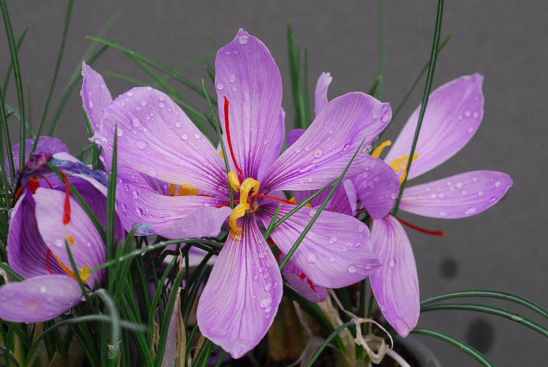 Crocus Sativus: The Saffron Crocus Explained. This autumn bloomer's stigmas create saffron, a spice used worldwide for over 3,500 years.