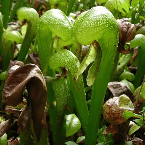 Darlingtonia californica, also known as the California pitcher plant or cobra lily. It is a carnivorous plant from the new world pitcher plant family.