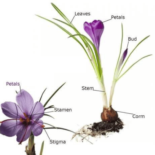 Crocus Sativus: The Saffron Crocus Explained. This autumn bloomer's stigmas create saffron, a spice used worldwide for over 3,500 years.