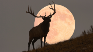 July Full Moon 2024 What the Buck Moon Means for Your Zodiac will be fully visible at 06:17 a.m. Pacific time on Sunday, July 21, 2024. It will look full both the night before and after this time, even if you're just looking at it casually.