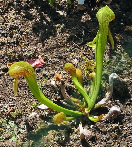 Darlingtonia californica, also known as the California pitcher plant or cobra lily. It is a carnivorous plant from the new world pitcher plant family.