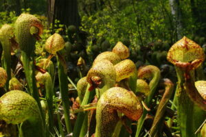 Darlingtonia californica, also known as the California pitcher plant or cobra lily. It is a carnivorous plant from the new world pitcher plant family.